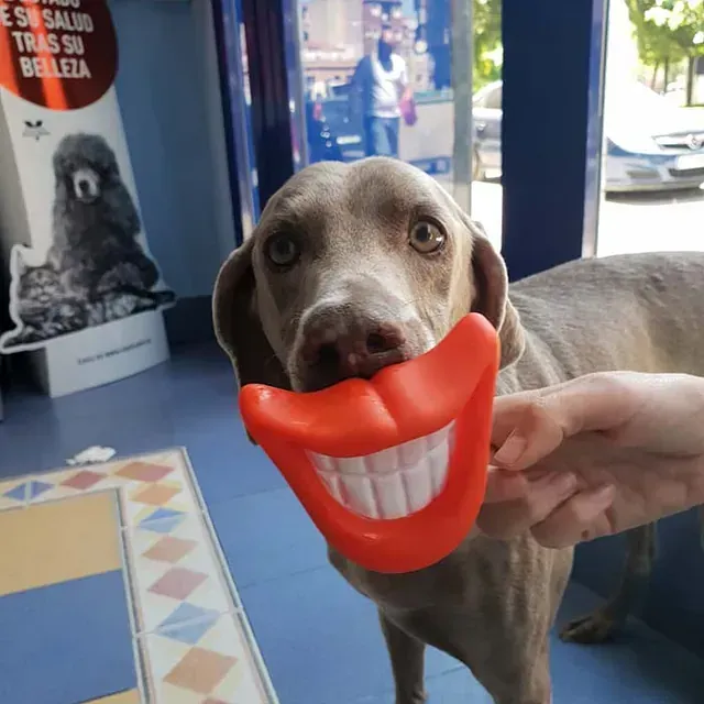 Una persona sostiene un juguete con forma de boca de perro.