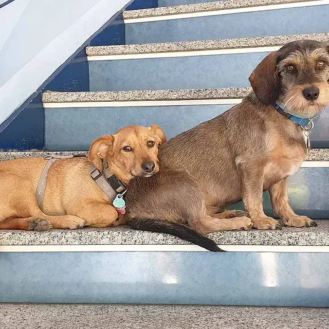 Dos perros están sentados en lo alto de unas escaleras.