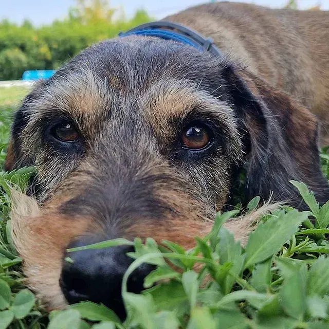 Un primer plano de un perro tendido en la hierba.