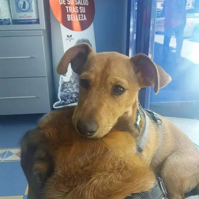 Un perro marrón es sostenido por una persona frente a un cartel que dice de su salud tras su belleza