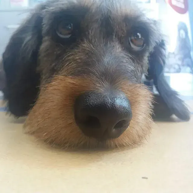 Un primer plano de un perro salchicha acostado en una mesa mirando a la cámara.