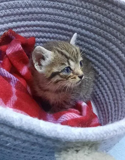 Un gatito está sentado en una canasta con una manta roja.