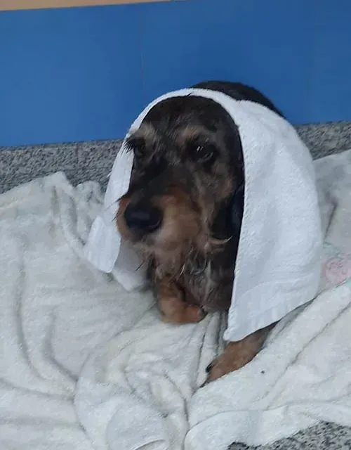 Un perro con una toalla envuelta alrededor de su cabeza.