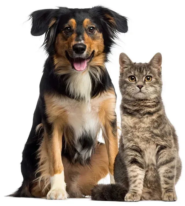 Un perro y un gato están sentados uno al lado del otro sobre un fondo blanco.