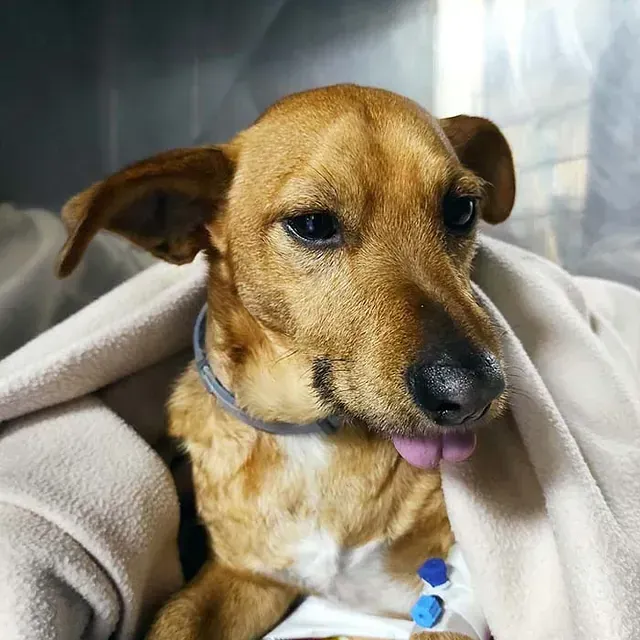 Un perro marrón con la lengua afuera está envuelto en una manta.