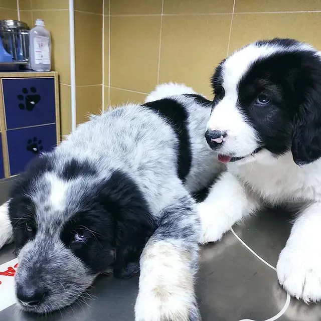 Dos cachorros blancos y negros están acostados sobre una mesa.