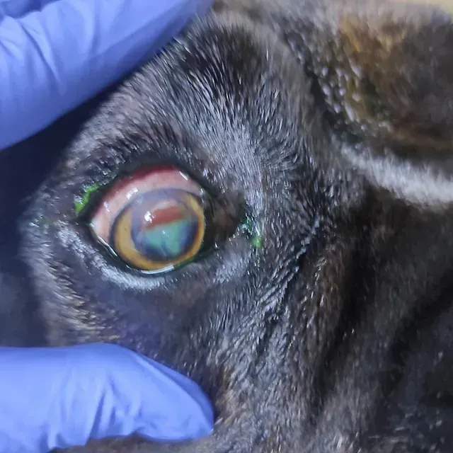 Un primer plano del ojo de un perro con guantes azules.