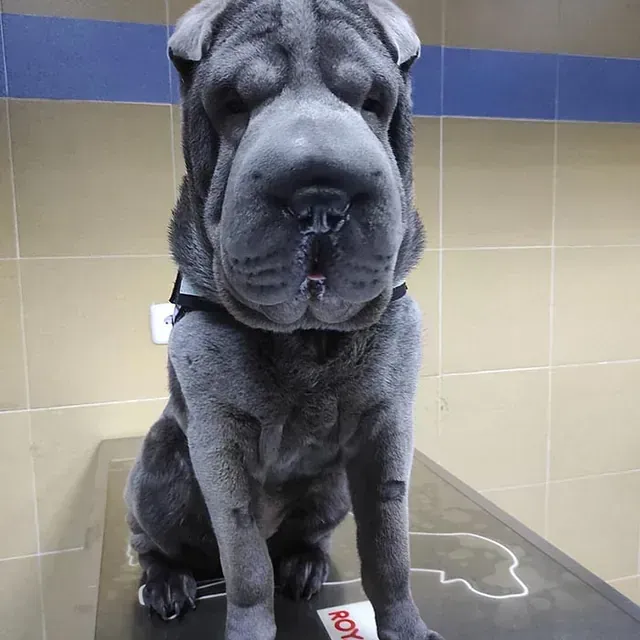 Un perro Shar Pei está sentado en una mesa en un consultorio veterinario.