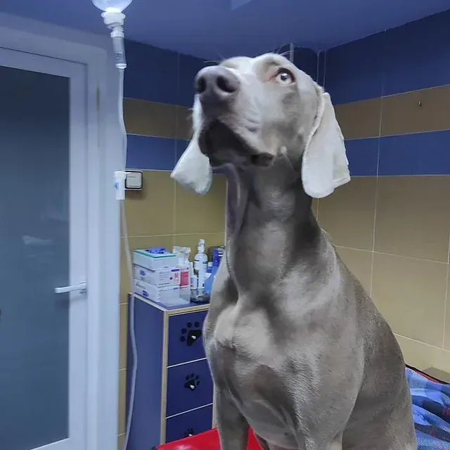 Un perro está sentado en una habitación con una vía intravenosa colgando del techo.