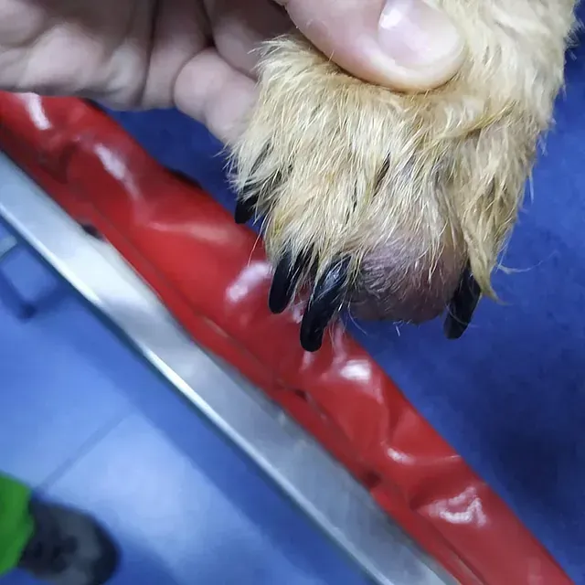 Un primer plano de una persona sosteniendo la pata de un perro.