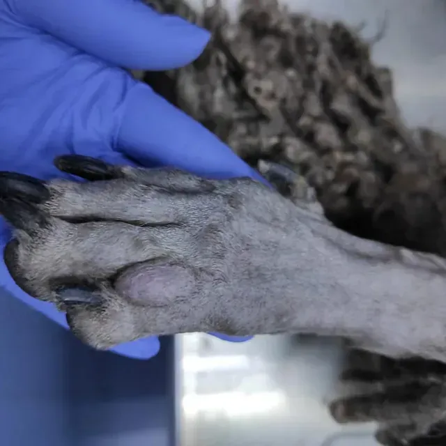 Una persona que lleva guantes azules sostiene la pata de un perro.