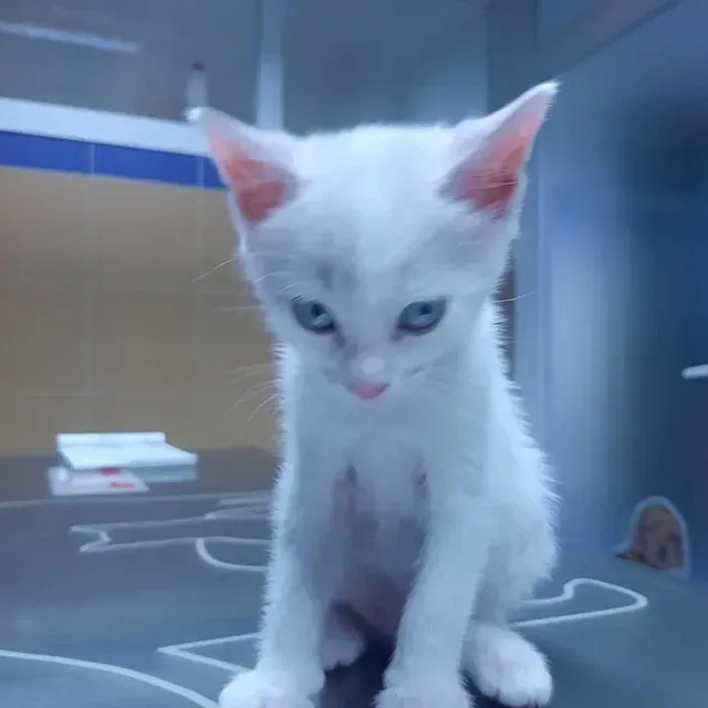 Un gatito blanco está sentado en una mesa y mira a la cámara.