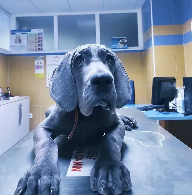 Un perro acostado sobre una mesa con la palabra canin escrita en ella.