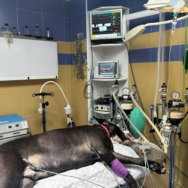 Un perro está acostado en una cama en una sala de operaciones.