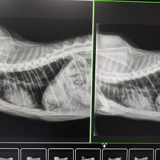 Una radiografía en blanco y negro del tórax de un gato.
