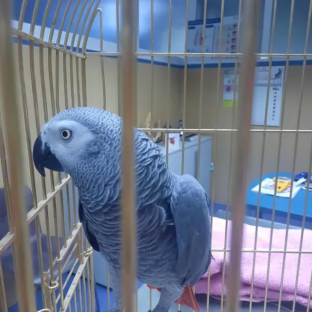 Un loro gris está sentado en una jaula con un pico negro.