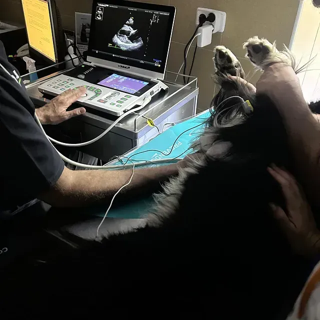 Un hombre está utilizando una máquina de ultrasonido en un perro.