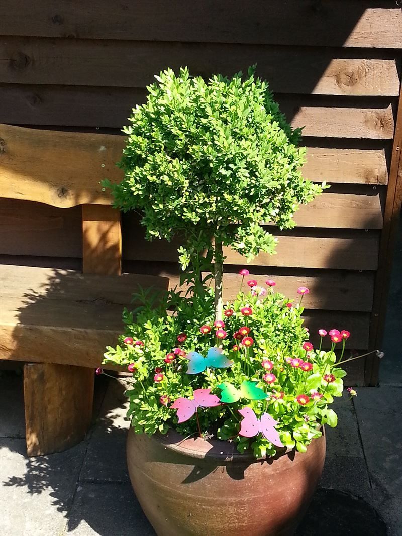 Eine Topfpflanze mit Blumen und einem Baum darin