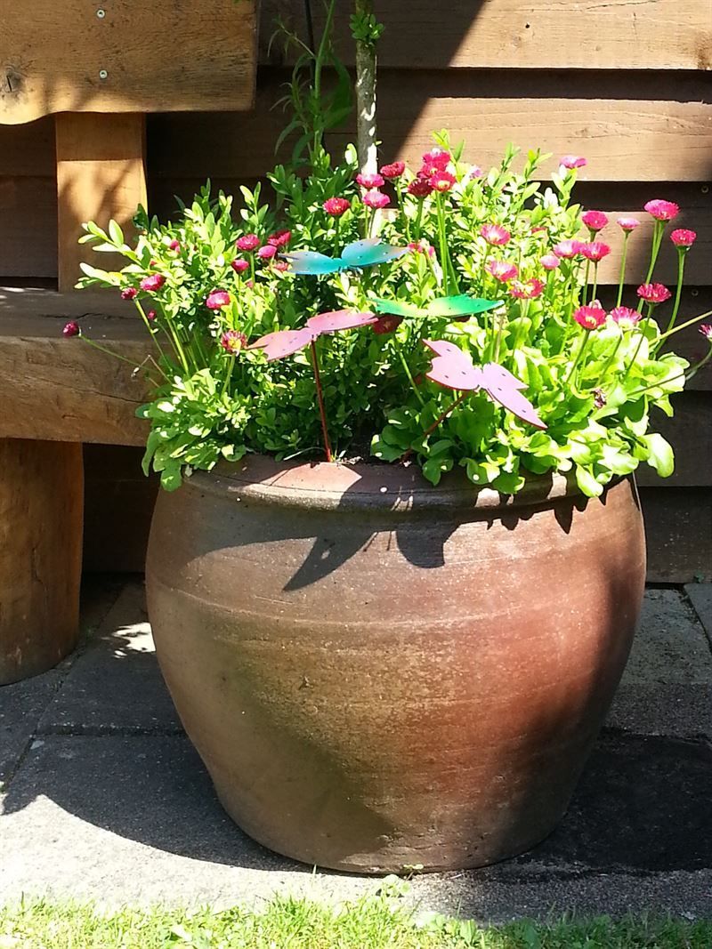 Eine Topfpflanze mit rosa Blüten und grünen Blättern