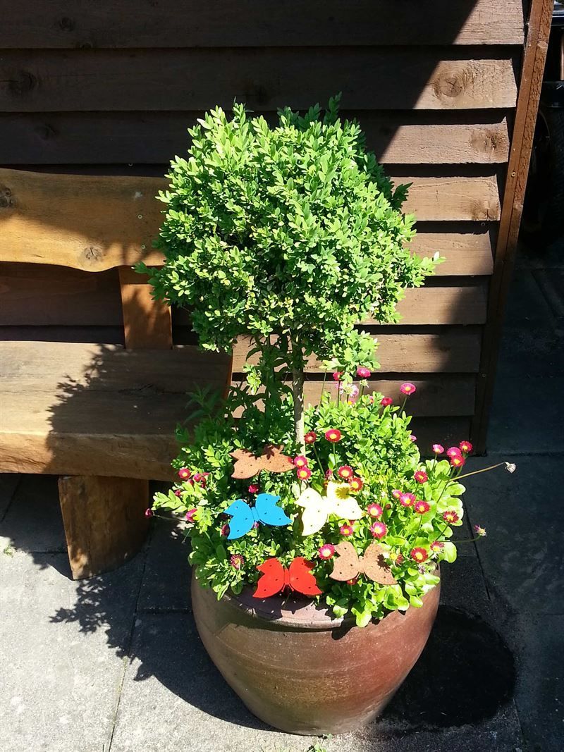 Eine Topfpflanze mit Blumen und einem Baum darin