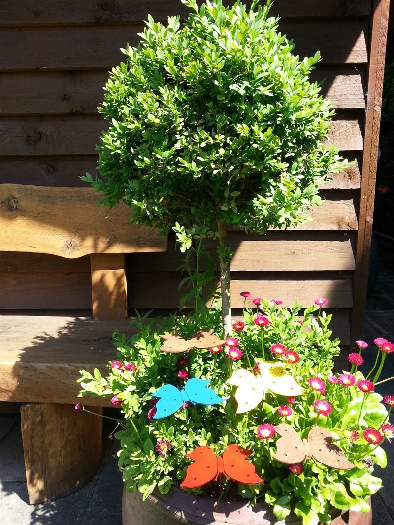 Eine Topfpflanze mit Blumen und ein Baum vor einer Holzbank