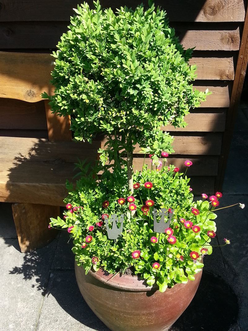 Eine Topfpflanze mit Blumen und einem Baum darin