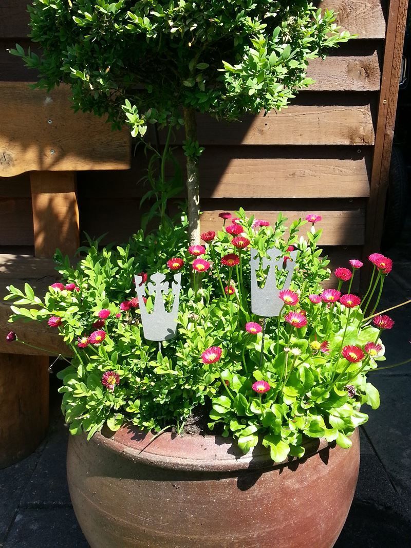 Eine Topfpflanze mit Blumen und einem Baum darin