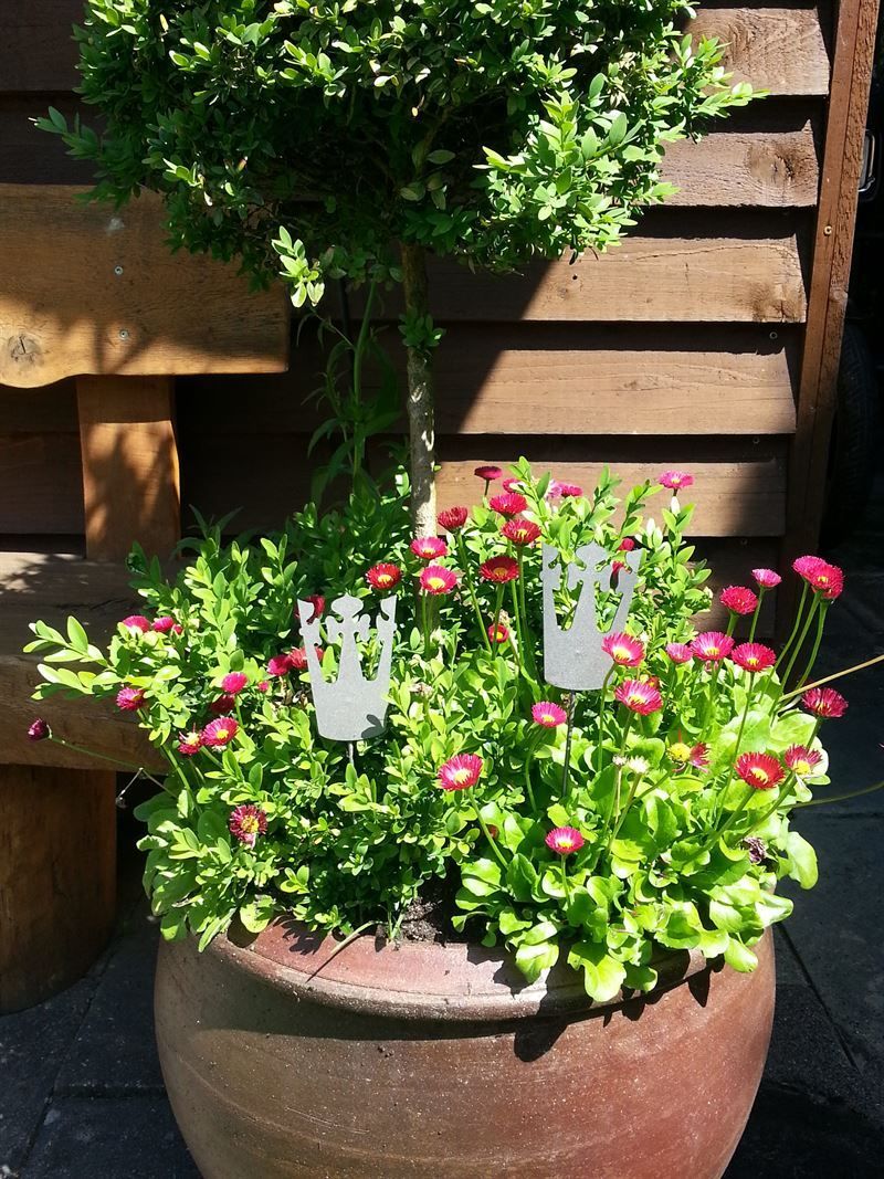 Eine Topfpflanze mit Blumen und einem Baum darin