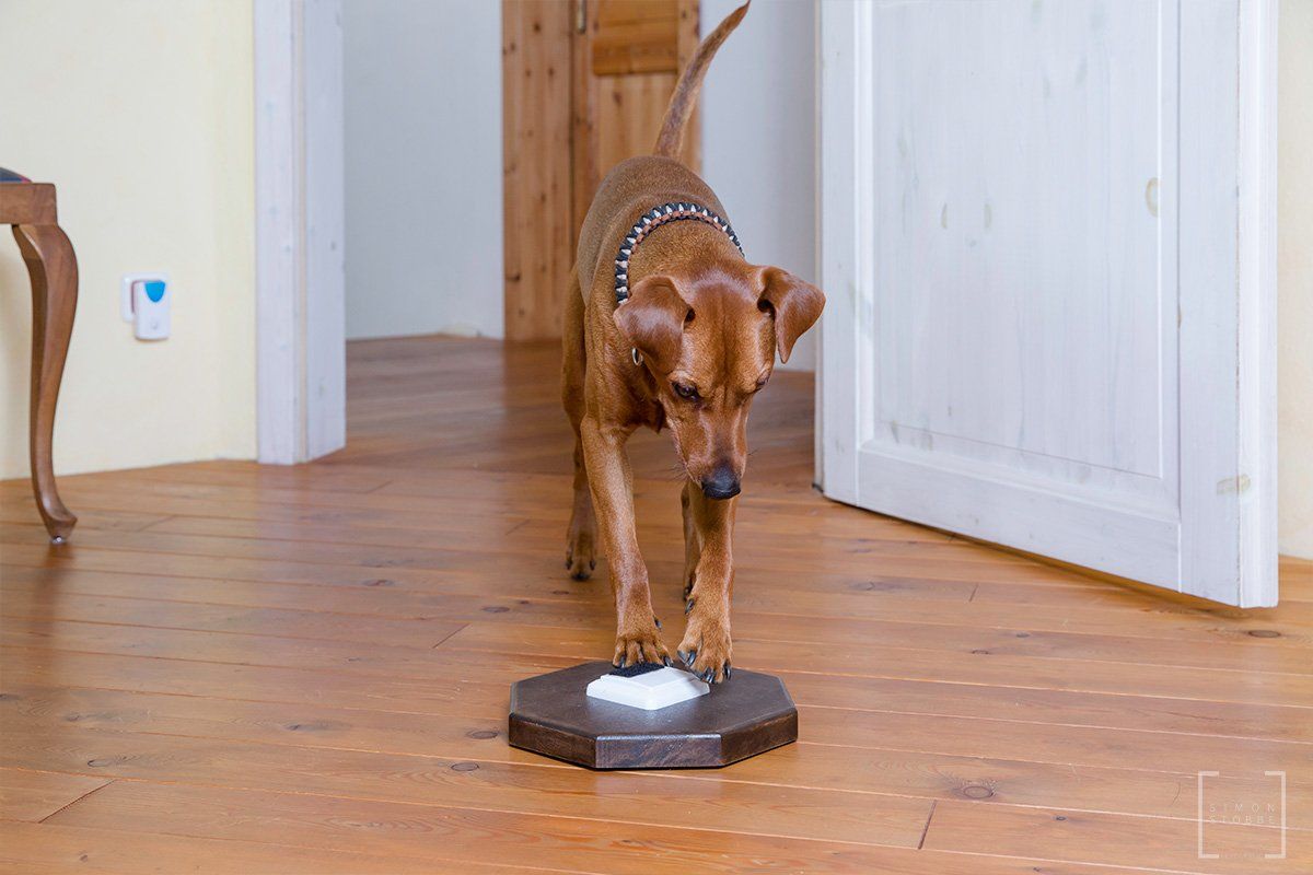 Frau mit Hund im Gras