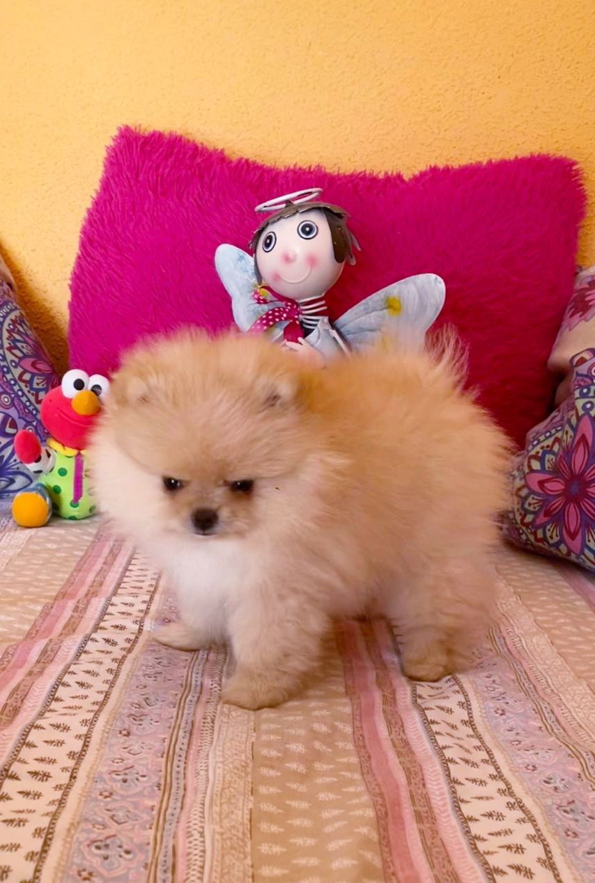 Un cachorro pomerania de color canela y blanco está de pie sobre una manta a rayas con juguetes y almohadas rosas al fondo.