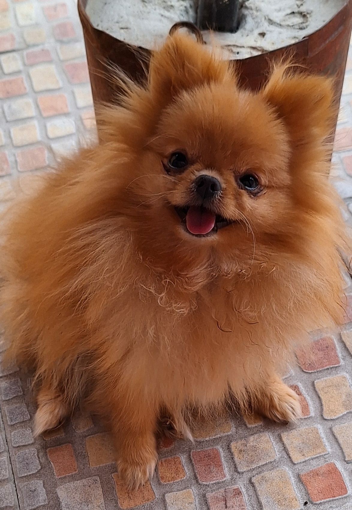Un pequeño y esponjoso perro pomerania de color naranja, con la lengua fuera, sentado en el exterior.