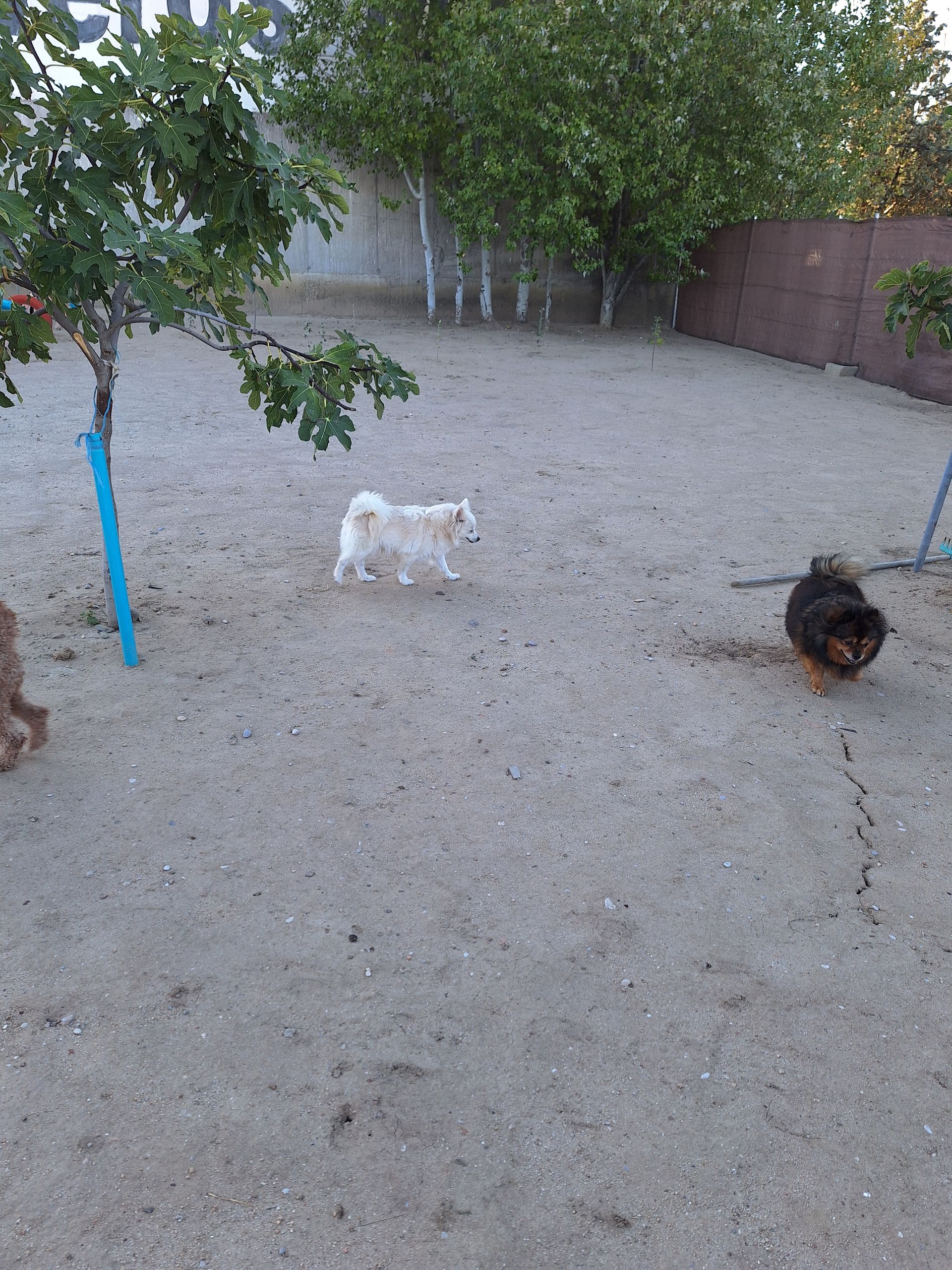 Dos perros en un patio arenoso; uno blanco, uno marrón, caminando cerca de un árbol y una cerca.