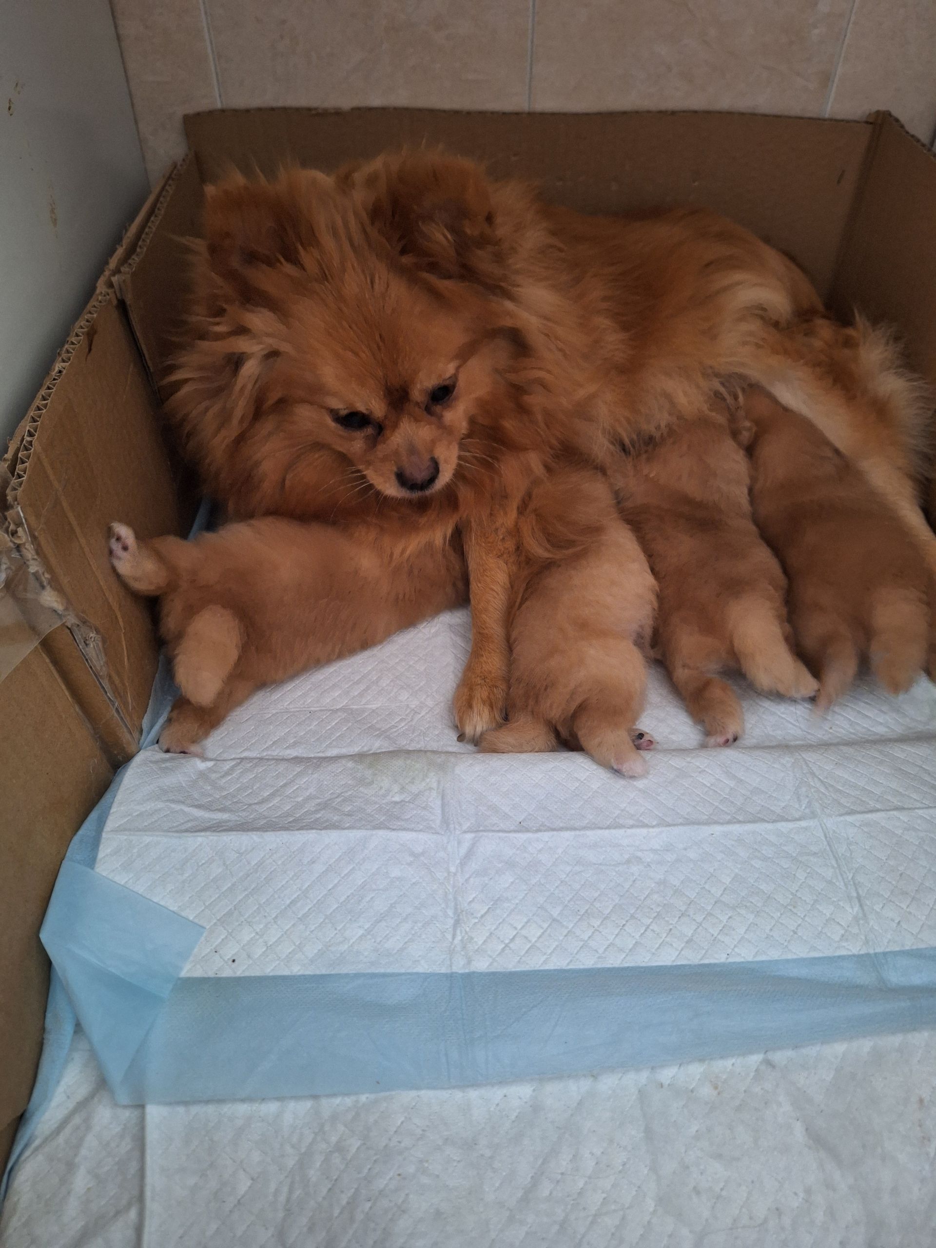 Una perra pomerania marrón amamantando a sus cachorros en una caja de cartón forrada con papel de bordes azules.