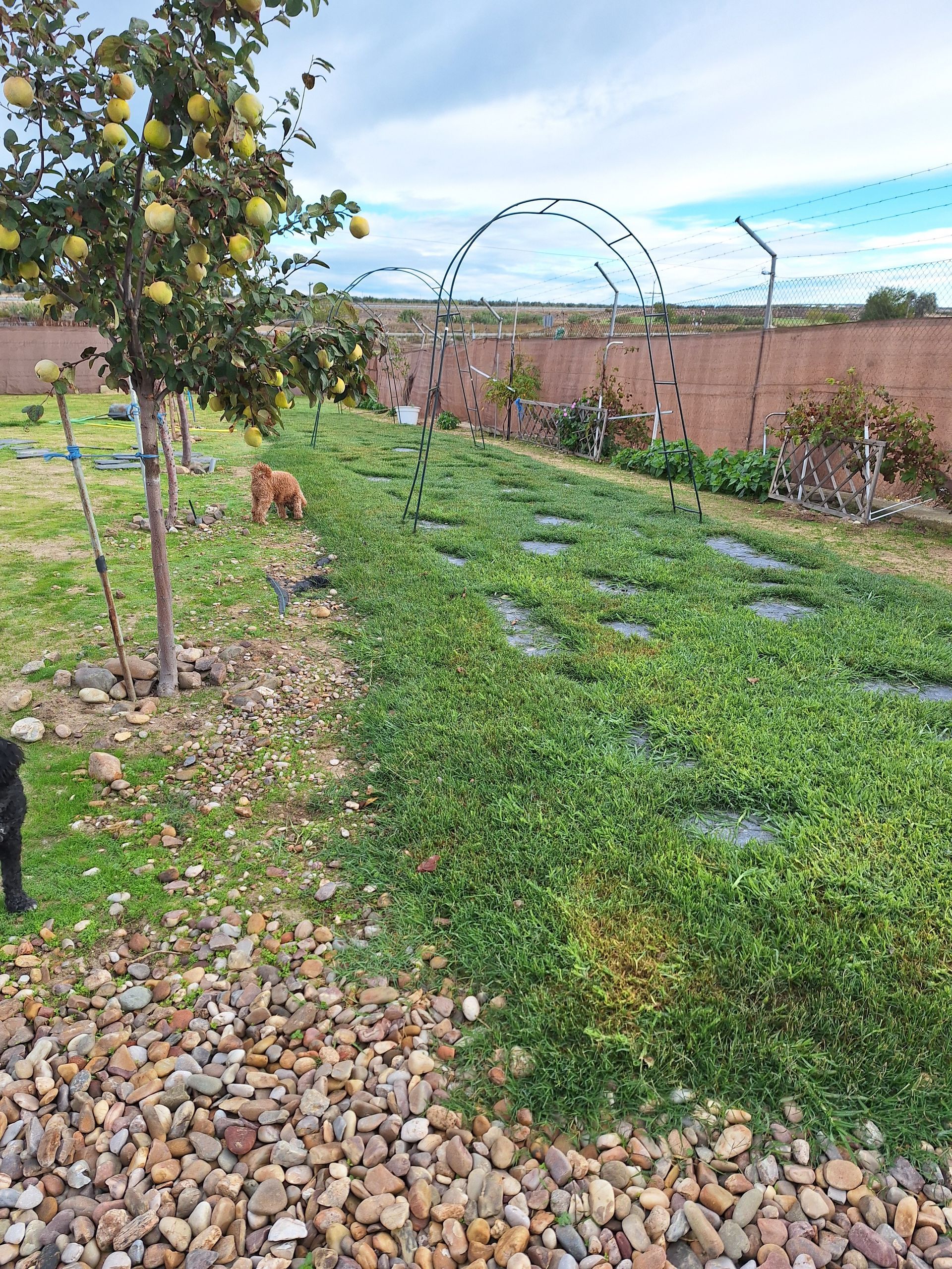 Parterre con plantas verdes, sendero de grava y pequeño árbol con frutos amarillos.