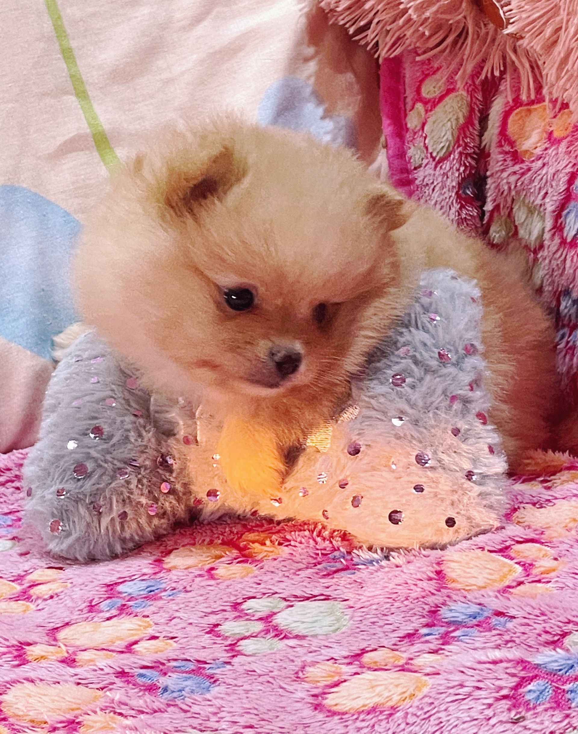 Cachorro pomerania esponjoso de color canela sobre una manta rosa, descansando sobre una almohada gris brillante.