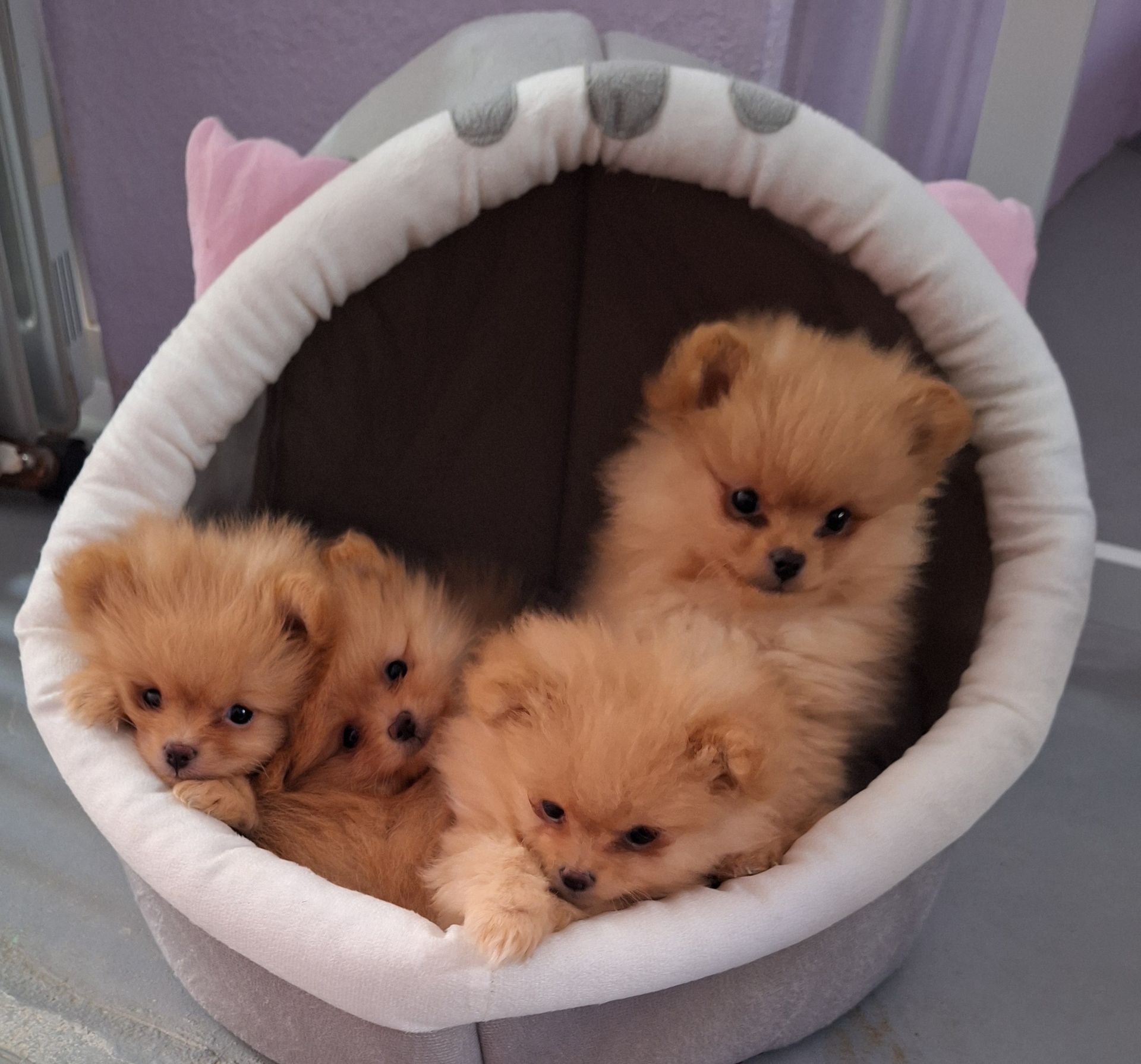 Cinco cachorros pomerania acurrucados en una cama gris con forma de gato; pelaje canela, ojos marrones.