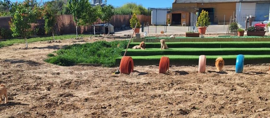 Perros en un jardín con obstáculos de agilidad. Tierra marrón, césped verde y aros de colores. Ambiente soleado.
