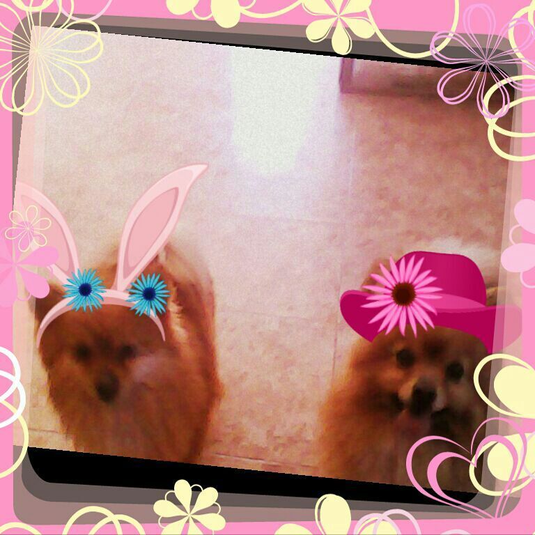 Dos perros pomerania con orejas de conejo de Pascua y un gorro rosa, en un marco floral rosa.