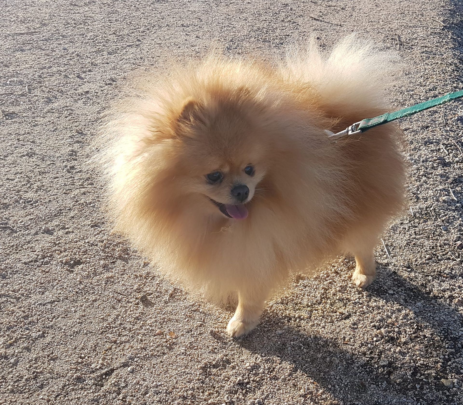 Un esponjoso perro pomerania de color canela, con correa, camina por un sendero de grava.