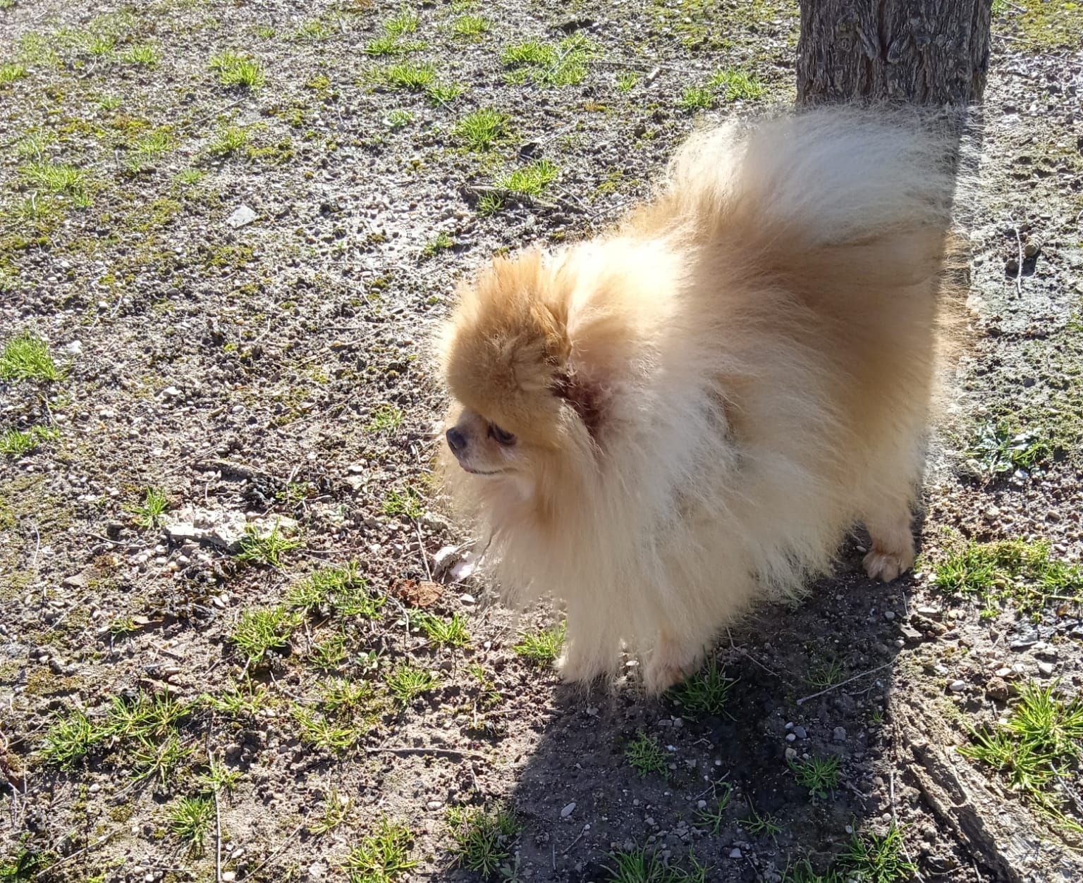Un pequeño y esponjoso perro pomerania de color canela, de pie junto a un árbol, al aire libre en una zona de césped.