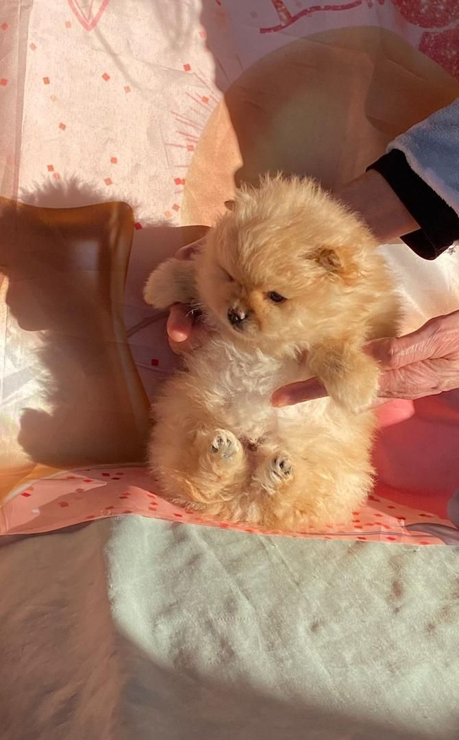 Cachorro pomerania esponjoso de color canela sostenido en manos, sentado sobre una tela rosa.