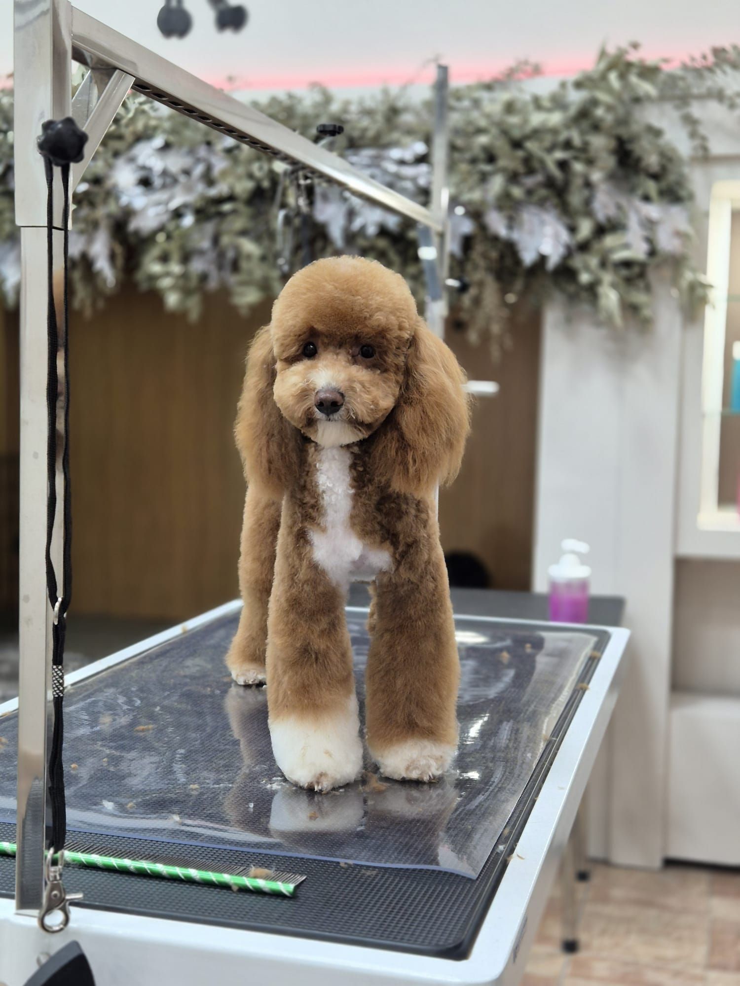 Caniche marrón con corte de pelo estilo osito de peluche, de pie sobre una mesa de peluquería.