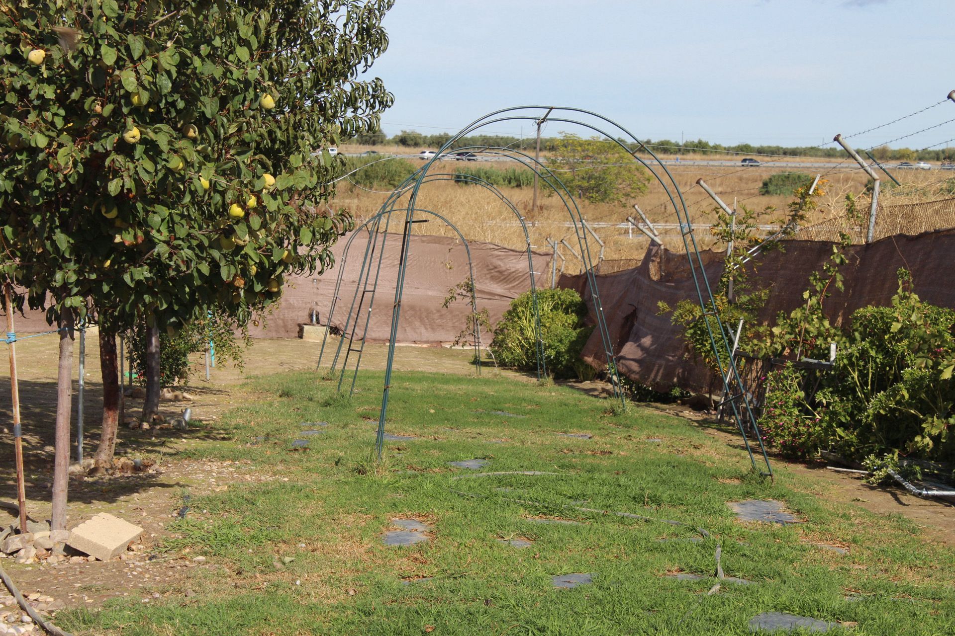 Estructura metálica arqueada en un jardín con césped, con árboles y una valla marrón al fondo.