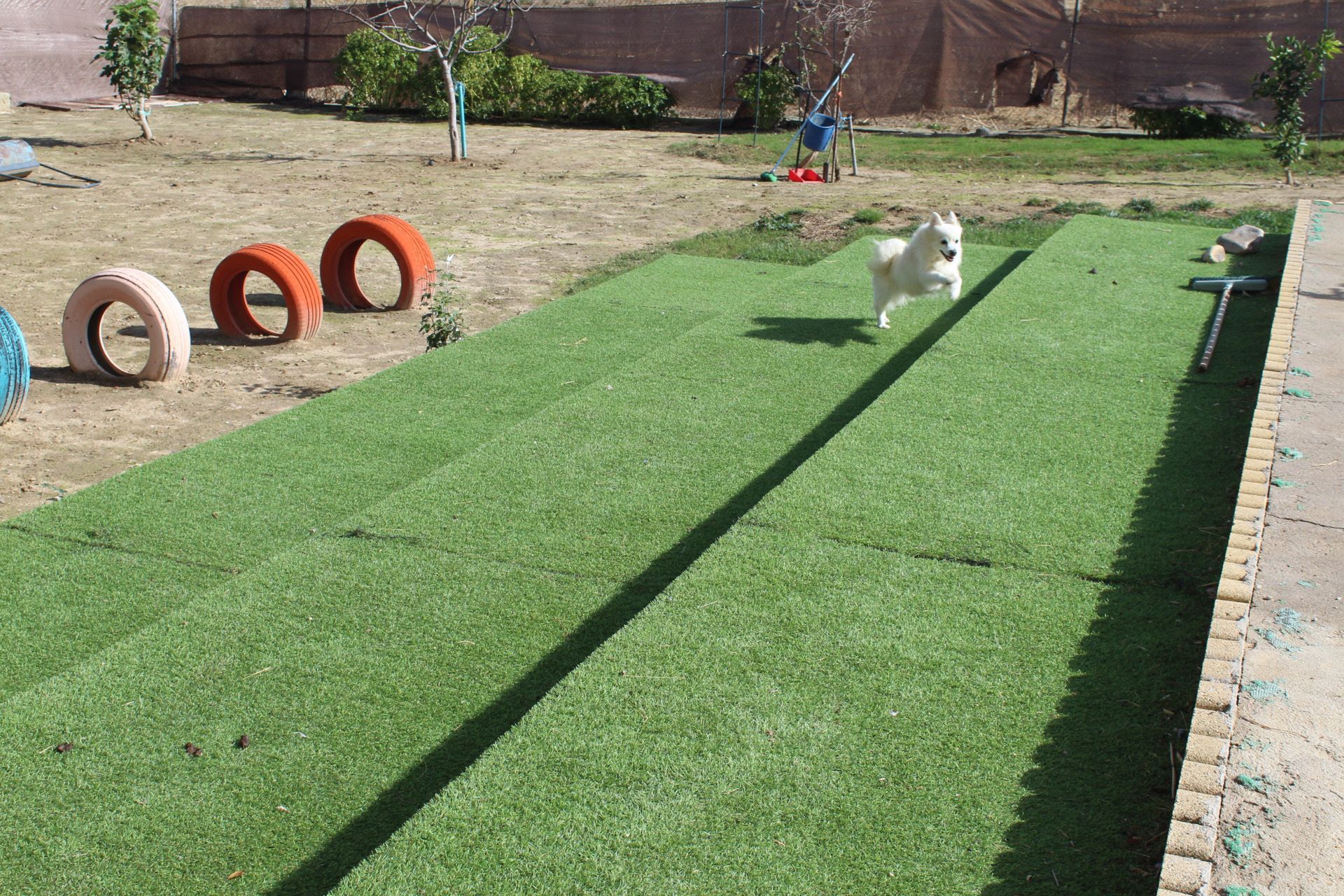 Un perro blanco corre sobre césped verde en un parque para perros; obstáculos de neumáticos al fondo.
