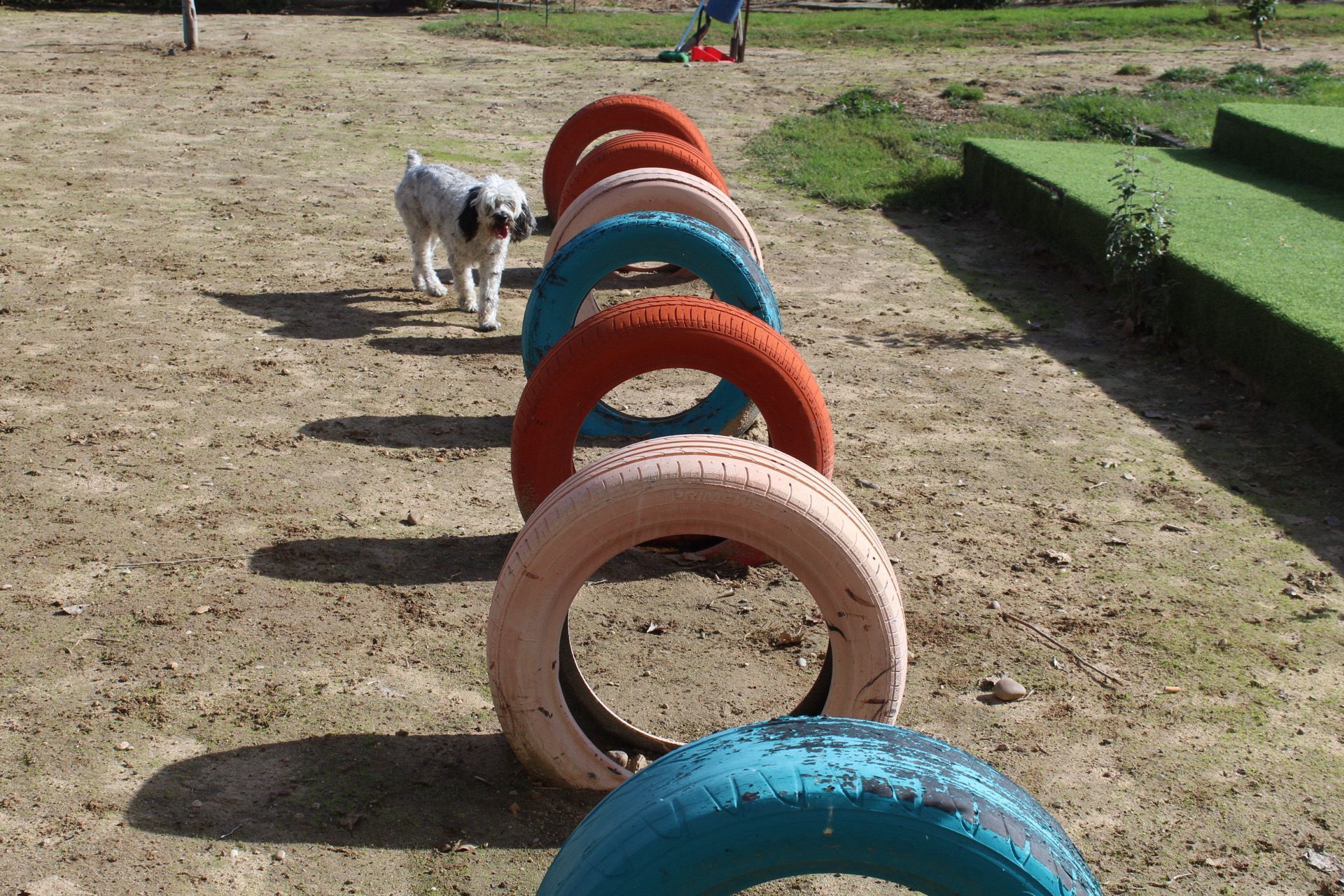 Un perro camina hacia coloridos obstáculos de neumáticos en un entorno exterior de tierra y hierba.
