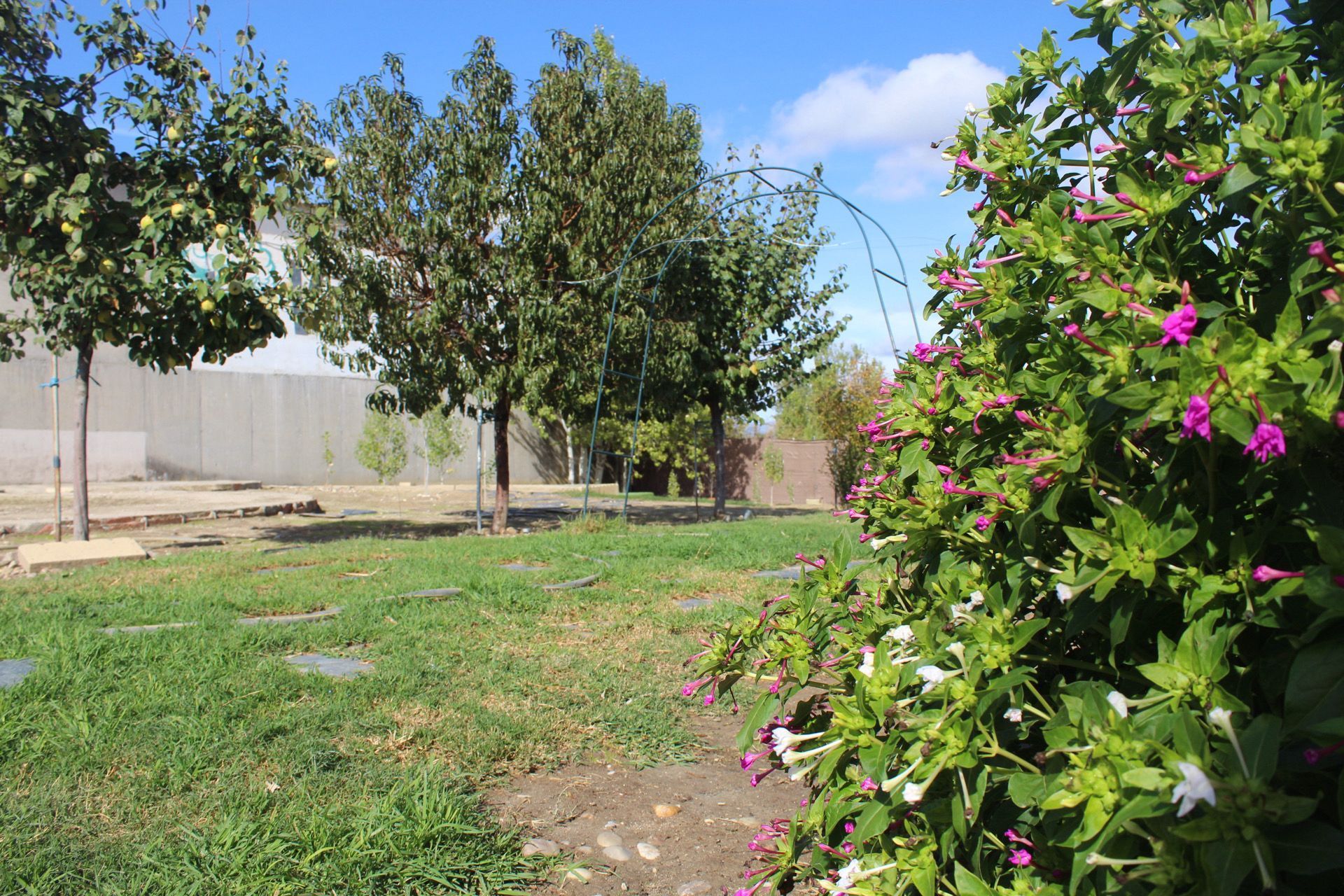 Césped con árboles al fondo, arbustos en flor con flores rosas y blancas, cielo azul.