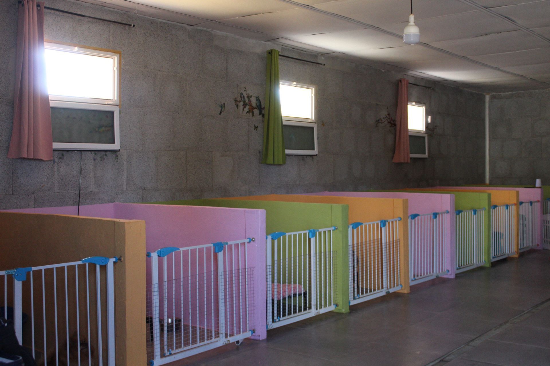 Fila de coloridas casetas para perros dentro de una habitación con ventanas y cortinas.