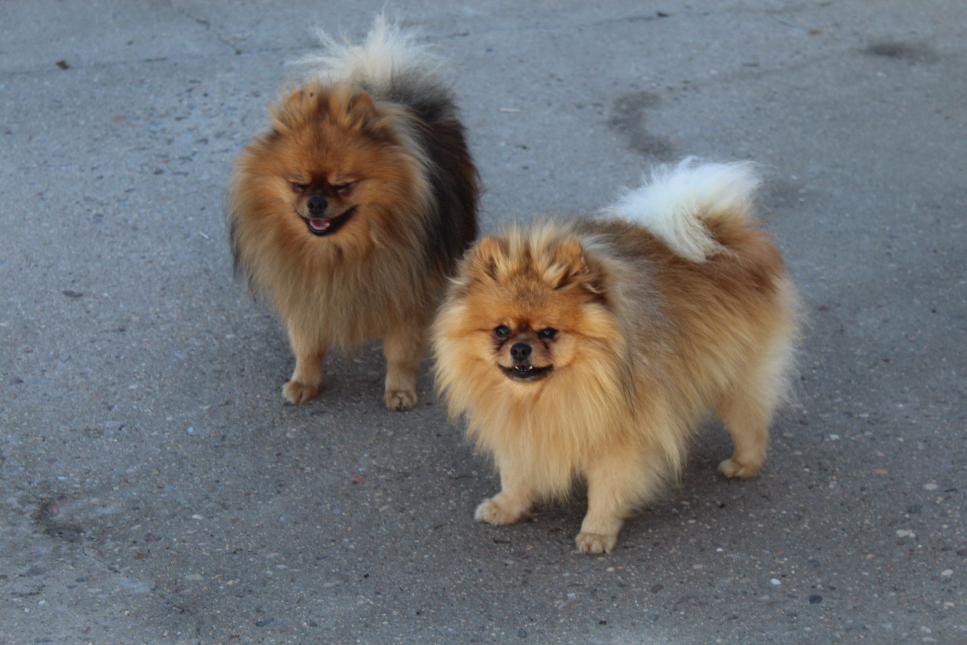 Dos perros pomerania esponjosos de pie sobre pavimento gris.