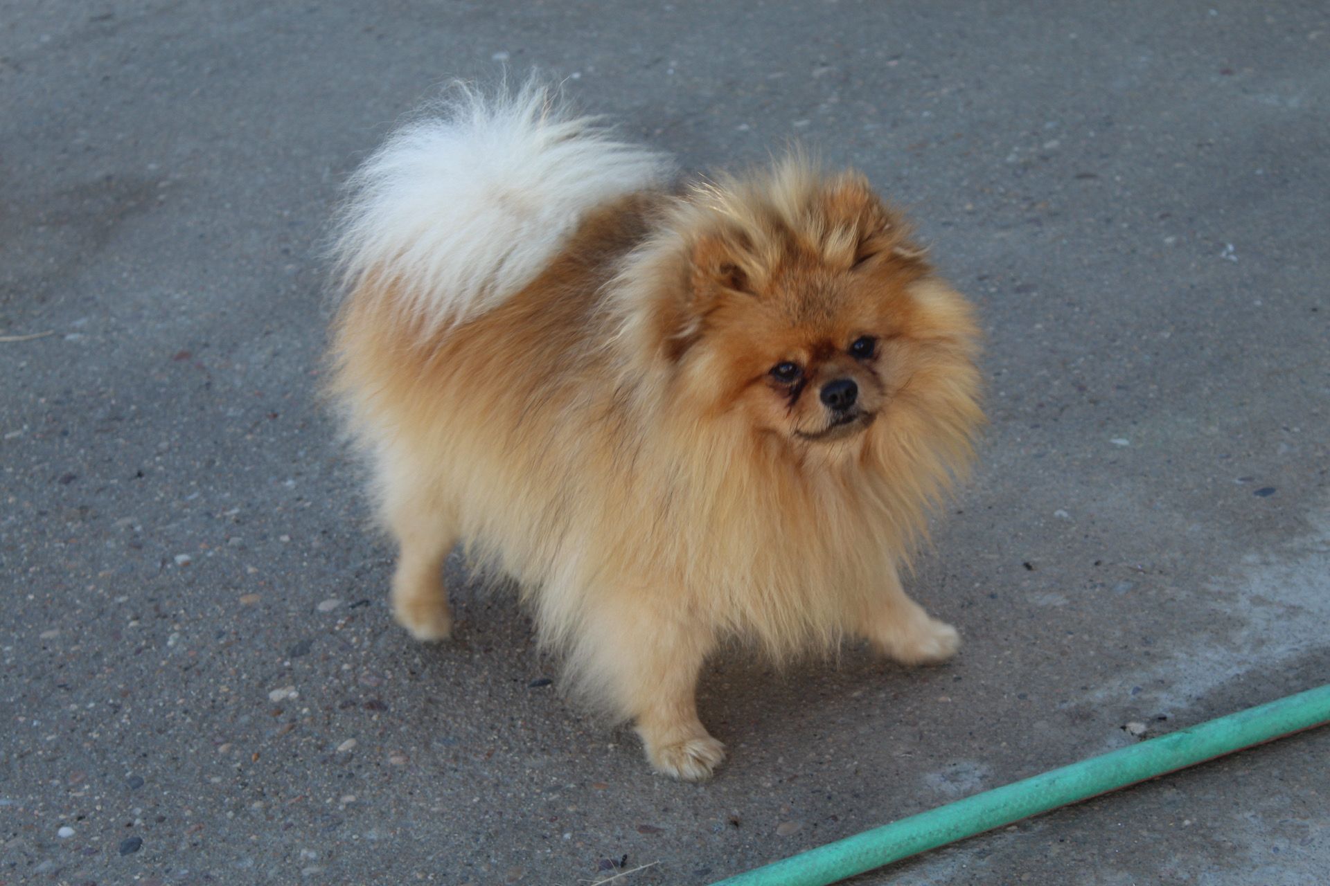 Un pomerania esponjoso de color canela está de pie sobre una superficie de hormigón gris, mirando hacia la cámara.