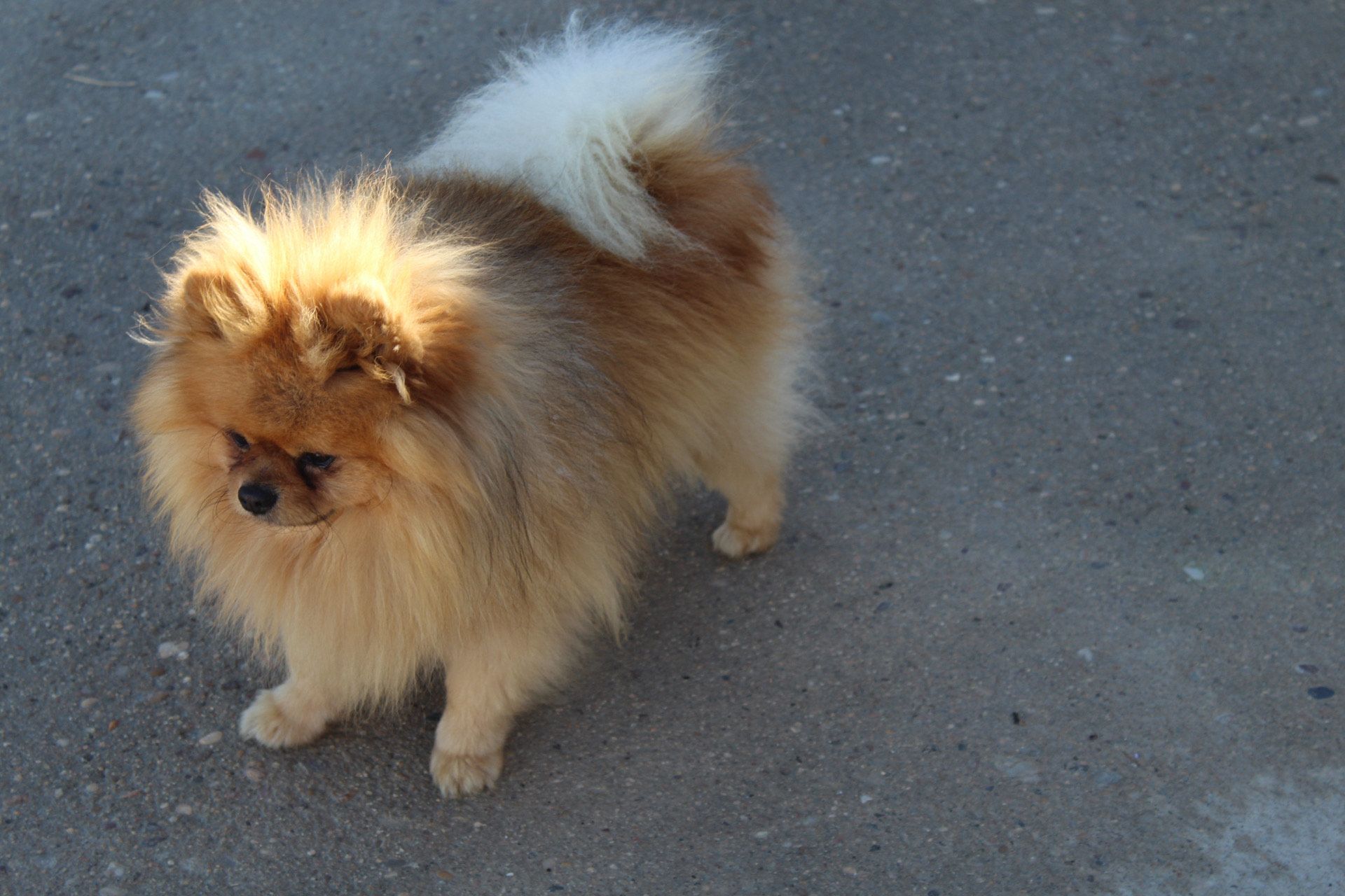 Un pomerania esponjoso de color canela y blanco, de pie sobre una superficie gris, mirando hacia la izquierda.